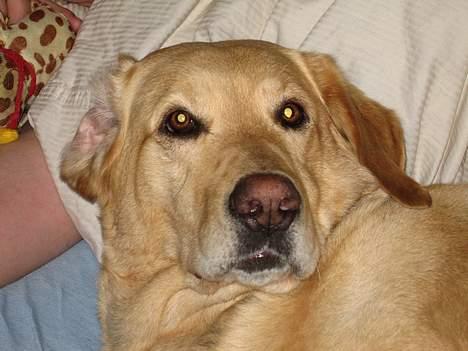 Labrador retriever Balou * 8/5-2014* billede 10