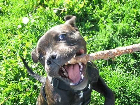 Staffordshire bull terrier *AYA* billede 3