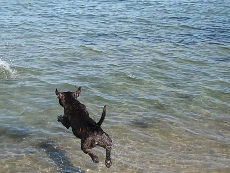 Staffordshire bull terrier *AYA* - FØR billede 4