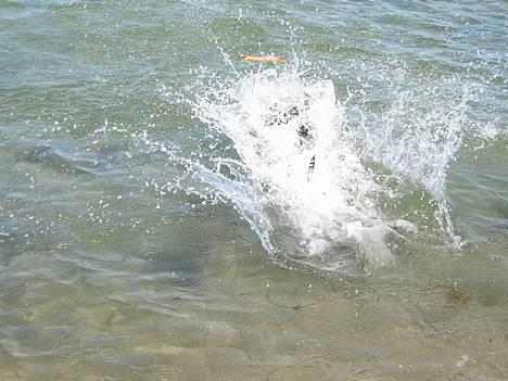 Staffordshire bull terrier *AYA* - EFTER billede 5