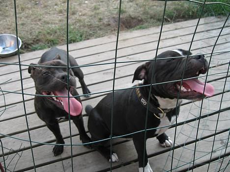 Staffordshire bull terrier *AYA* - mig og brormand Oskar billede 6