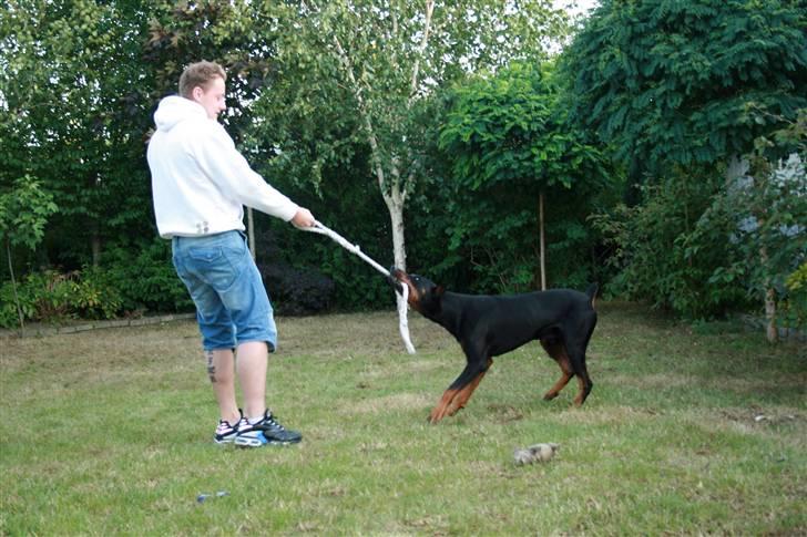 Dobermann Tarzan - Så slip dog kjær;-) -2008 billede 10