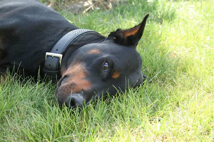 Dobermann Tarzan - Sommeren 2009 billede 11