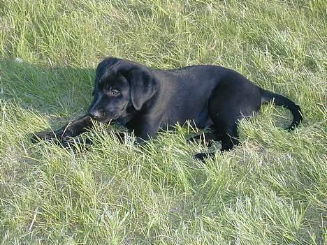 Blanding af racer Buller billede 11