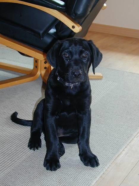 Blanding af racer Buller billede 12