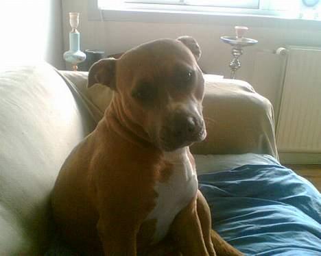 Amerikansk staffordshire terrier Foxy - Pleeease mor..... billede 11