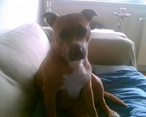 Amerikansk staffordshire terrier Foxy - Skynd dig lige at ta´ det billed, ikk´? billede 12