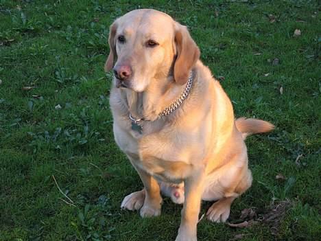 Labrador retriever Balou * 8/5-2014* billede 11