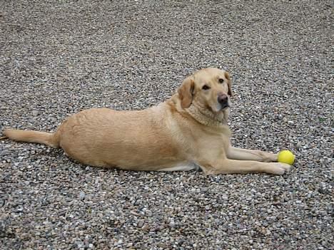 Labrador retriever Balou * 8/5-2014* billede 12