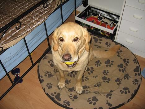 Labrador retriever Balou * 8/5-2014* billede 13