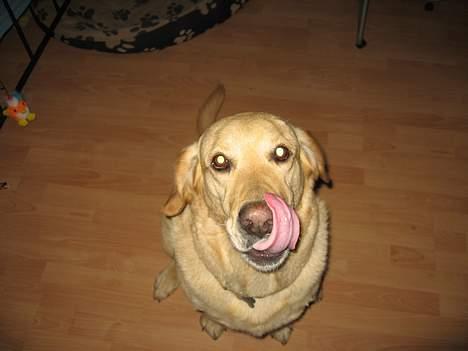 Labrador retriever Balou * 8/5-2014* billede 14