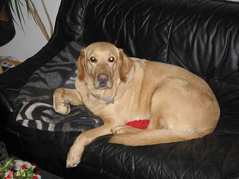 Labrador retriever Balou * 8/5-2014* billede 15