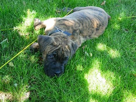 Blanding af racer Tjalfe - Nu Uden Klodser* - Arrrj, Hvordan kan du gøre det mor - Binde mig...  billede 4