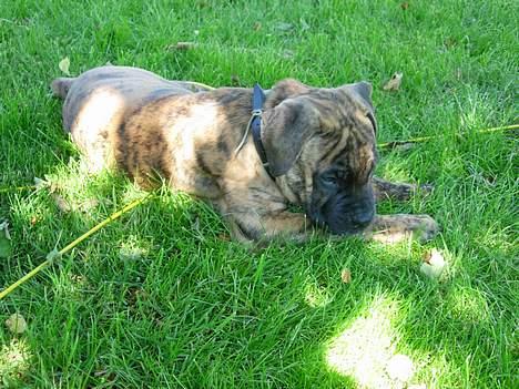 Blanding af racer Tjalfe - Nu Uden Klodser* - Vasker lige min pote lidt...  billede 5