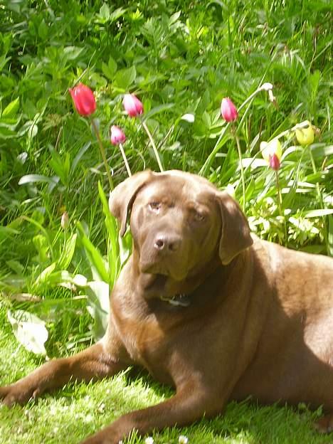Labrador retriever Sepp - sepp i haven Foråret 2006 ;) billede 13