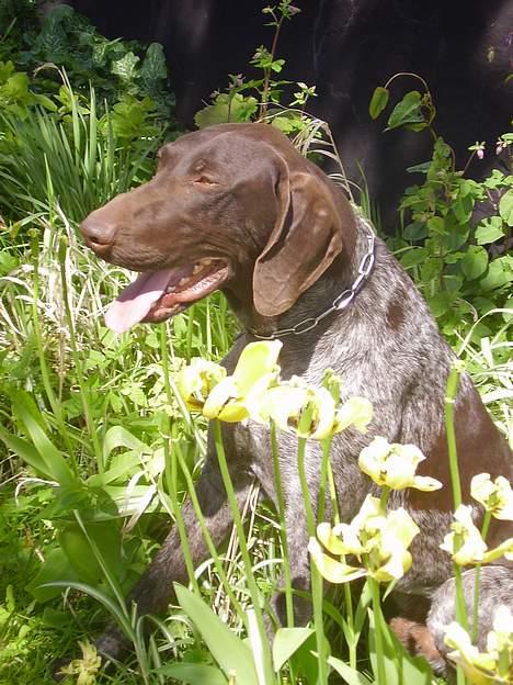 Korthåret hønsehund Marster  billede 20
