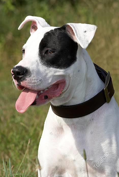 Amerikansk bulldog Balder billede 1