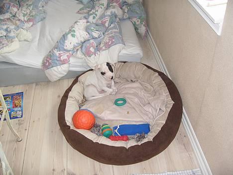 Amerikansk bulldog Balder - er jeg ikke bare nusser, det syn´s min far og mor i hvert fald.... billede 2