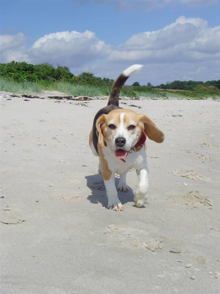 Beagle Honey - Stranden billede 8