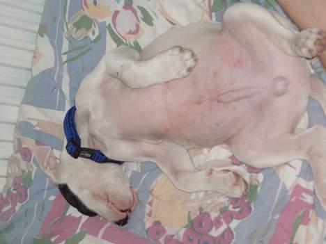 Amerikansk bulldog Balder - "The American Way......" billede 3