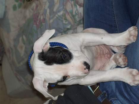 Amerikansk bulldog Balder - Så lille, så lille at jeg gerne må sidde på skødet med mine små 6 kilo.... billede 4