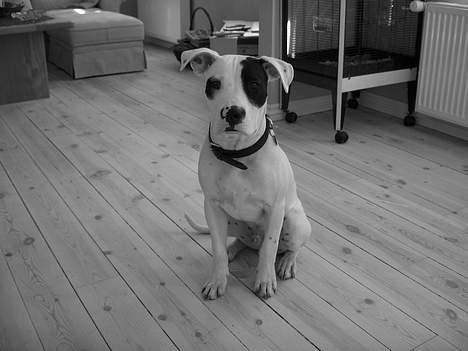 Amerikansk bulldog Balder billede 5