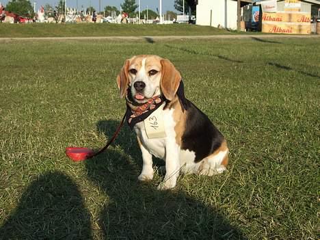 Beagle Honey - På dyyrskue 2006 billede 9