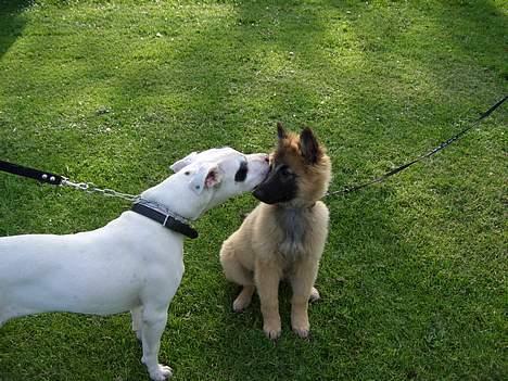 Amerikansk bulldog Balder - Møz møz, du ser meget sød ud... billede 6
