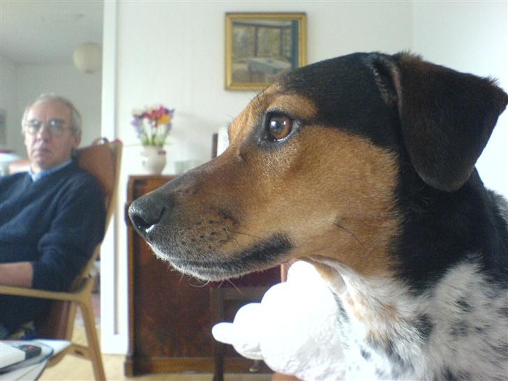 Dansk svensk gaardhund Laika <3 - Hvad er der at se ?  billede 16