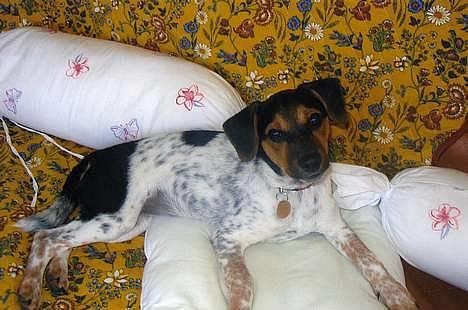 Dansk svensk gaardhund Laika <3 billede 18