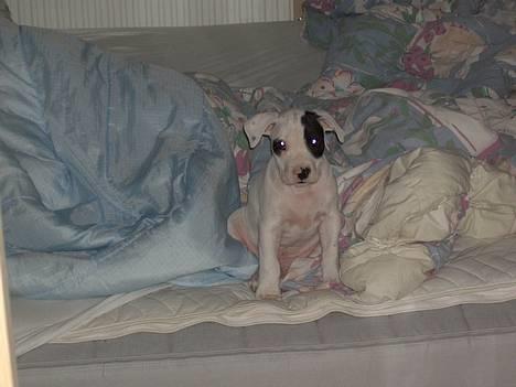 Amerikansk bulldog Balder billede 7