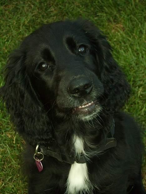 Blanding af racer Blanding *Luna* - Hej :D billede 14