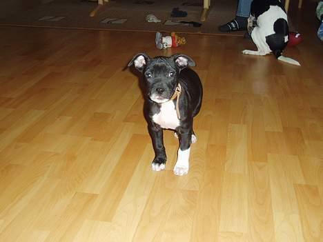 Amerikansk staffordshire terrier sif billede 1