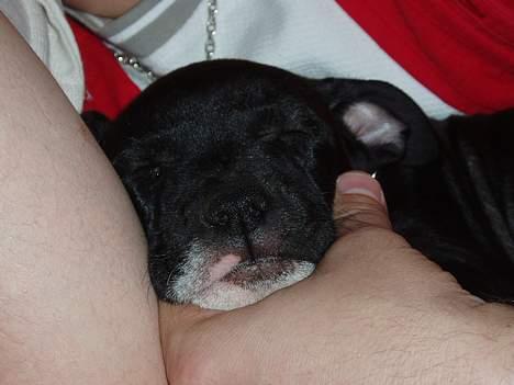 Amerikansk staffordshire terrier sif billede 2