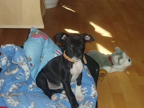 Amerikansk staffordshire terrier sif billede 3