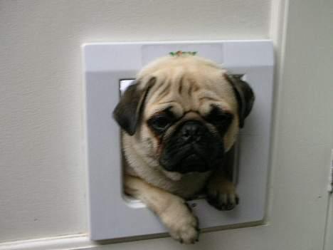 Mops * Diva *  - Tjah... Ikke meget ynde over mig her... Sidder halvt fast i kattelemmen... billede 7