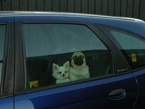 Chihuahua * Daisi *  - her "sidder" jeg i bilen, sammen med min søster Diva... -Vi skal i skoven!!! billede 8