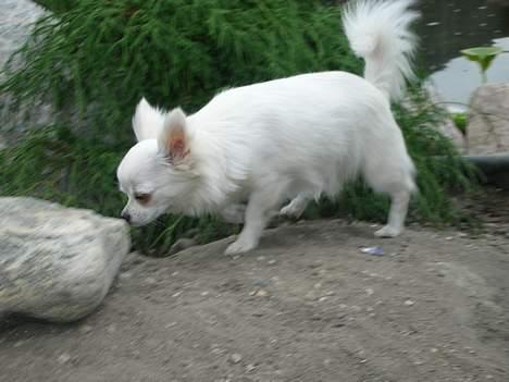 Chihuahua * Daisi *  - Snuser lidt rundt i min have.... billede 9