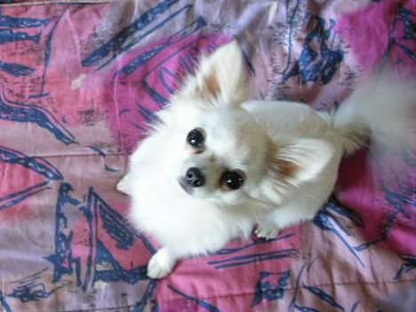 Chihuahua * Daisi *  - Bare et mærkeligt billede André tog af mig... billede 10