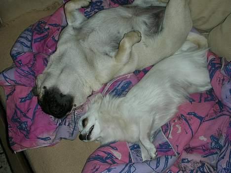 Chihuahua * Daisi *  - Snupper lige en lille morfar på sofaen med Diva og vores "kluddetæppe"... billede 11