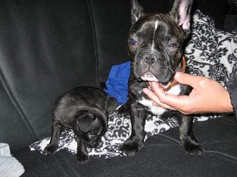 Fransk bulldog gangster billede 2