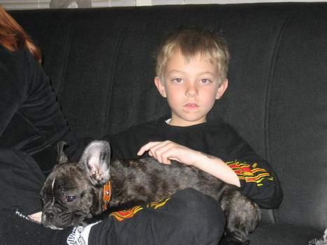 Fransk bulldog gangster - jeg elsker at putte på min stor bror billede 4