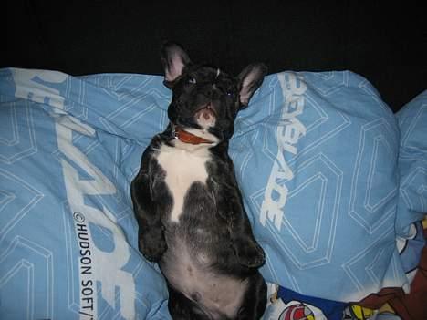 Fransk bulldog gangster billede 7