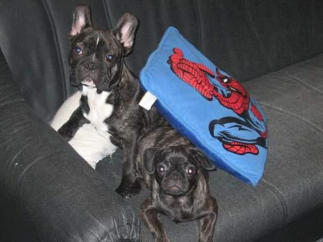 Fransk bulldog gangster billede 8
