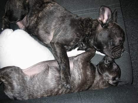 Fransk bulldog gangster billede 10