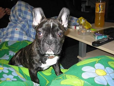 Fransk bulldog gangster billede 11