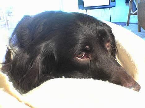 Kleiner münsterländer Anton billede 2