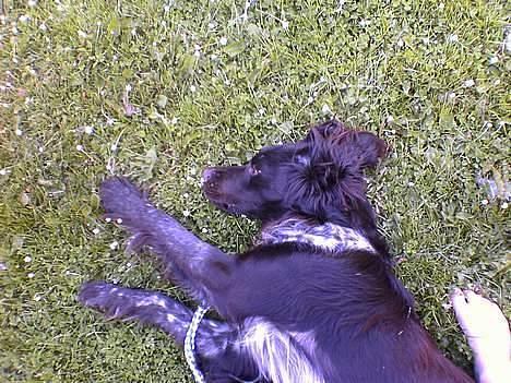 Kleiner münsterländer Anton billede 3