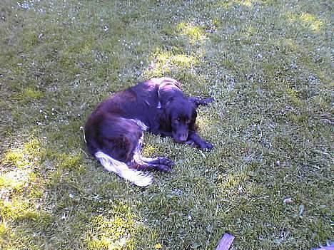 Kleiner münsterländer Anton billede 4