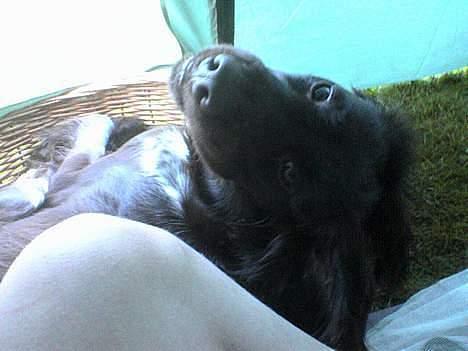 Kleiner münsterländer Anton billede 5